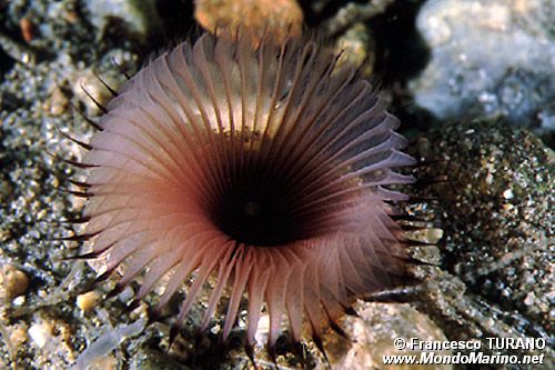 Verme coppa di velluto (Myxicola infundibulum)