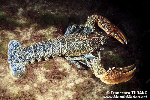 Astice (Homarus gammarus)