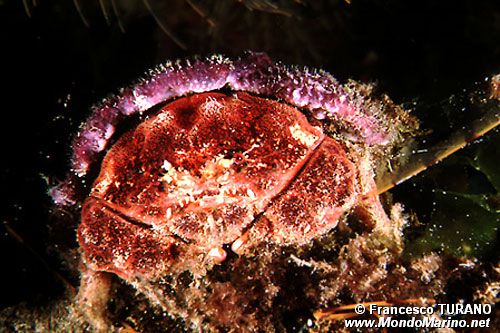 Granchio facchino (Dromia personata)