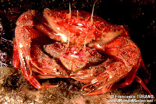 Grancella pieghettata (Liocarcinus corrugatus)