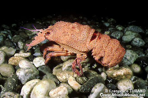 Cicala di mare (Scyllarides latus)