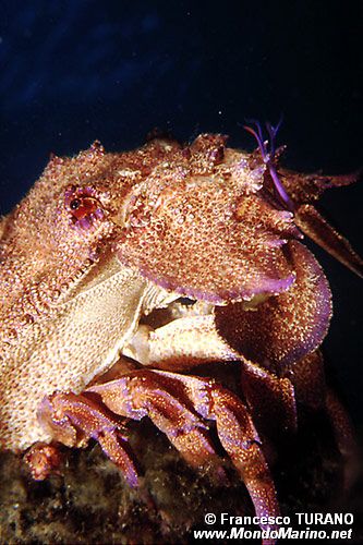 Cicala di mare (Scyllarides latus)