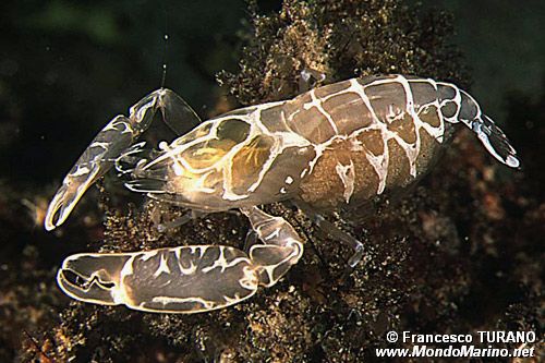 Guardiano della pinna (Pontonia pinnophylax)