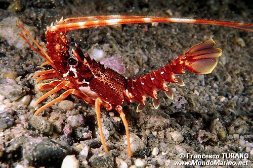 Aragosta (Palinurus elephas)