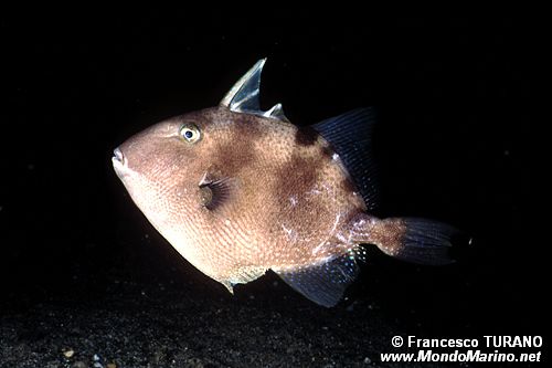 Pesce balestra mediterraneo (Balistes capriscus)