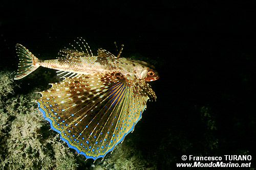Pesce civetta (Dactylopterus volitans)