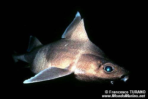 Squalo porco (Oxinotus centrina)