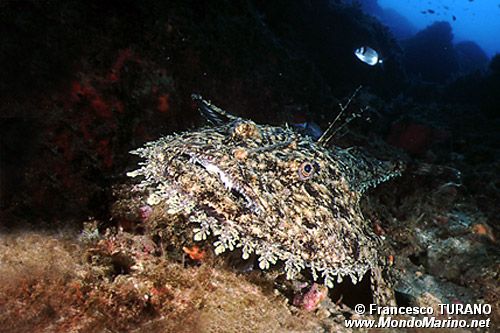 Rana pescatrice (Lophius piscatorius)