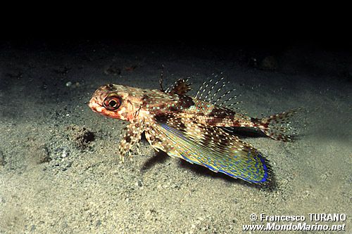 Pesce civetta (Dactylopterus volitans)