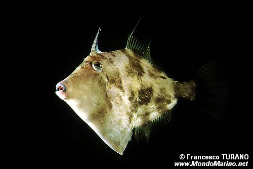 Monacantide (Stephanolepsis diaspros)