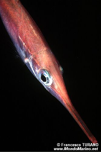 Pesce trombetta (Macrorhamphosus scolopax)