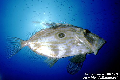 Pesce san pietro (Zeus faber)