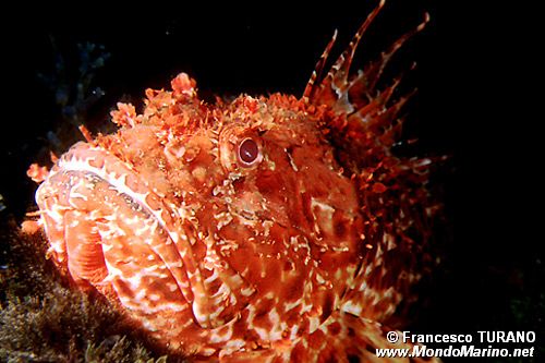 Scorfano rosso (Scorpaena scrofa)