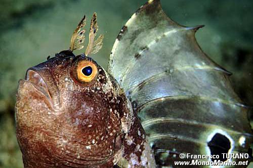 Bavosa occhiuta (Blennius ocellaris)