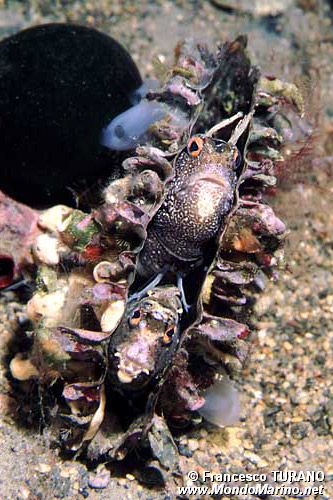Bavosa occhiuta (Blennius ocellaris)