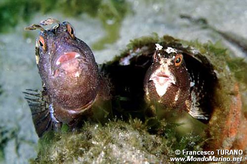 Bavosa occhiuta (Blennius ocellaris)