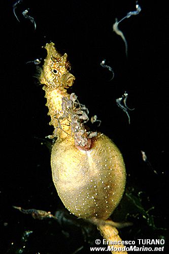 Cavalluccio marino (Hippocampus hippocampus)