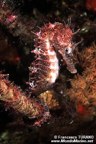 Cavalluccio marino (Hippocampus guttulatus)