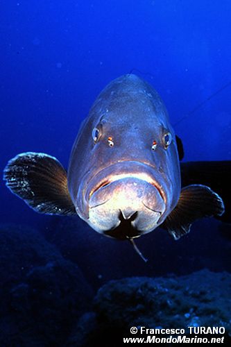 Cernia bruna (Epinephelus marginatus)