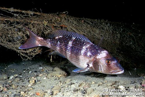 Dentice (Dentex dentex)