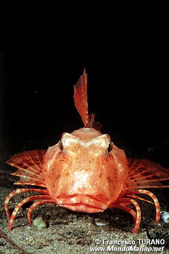 Capone ubriaco (Chelidonichtys lastoviza)