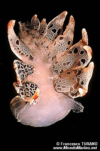 Fimbria (Tethys fimbria)