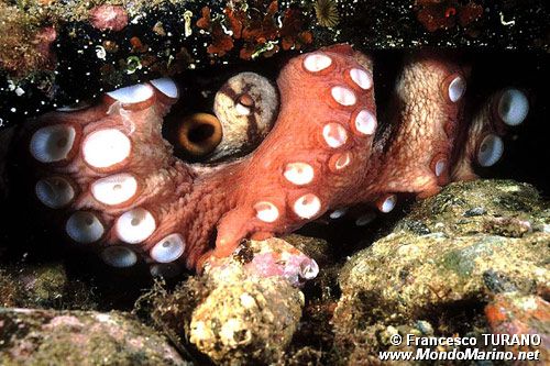Polpo comune (Octopus vulgaris)