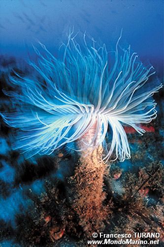 Cerianto (Cerianthus membranaceus)