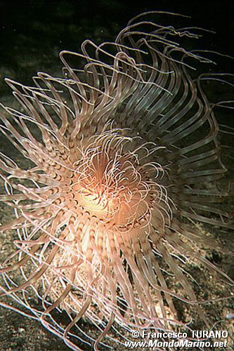 Cerianto (Cerianthus solitarius)