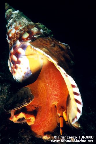 Tritone (Charonia lampas)