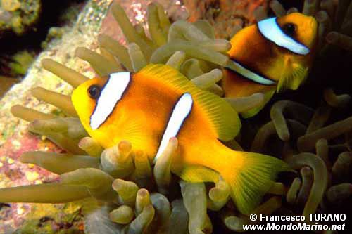 Pesce pagliaccio (Amphiprion bicinctus)