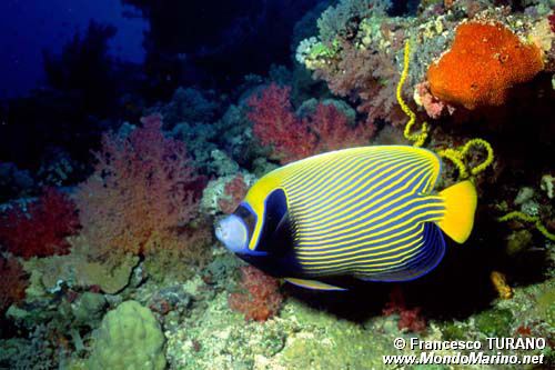 Pesce angelo imperatore (Pomacanthus imperator)