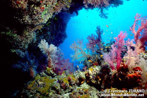 Alcionario (Dendronephtya hemprichi)