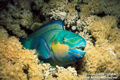 Pesce pappagallo (Scarus sordidus)