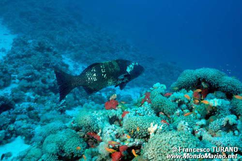 Cernia dei coralli del Mar rosso (Plectropomus pessuliferus marisrubri)