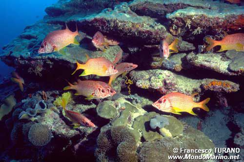 Pesce scoiattolo spinoso (Sargocentron spiniferum)