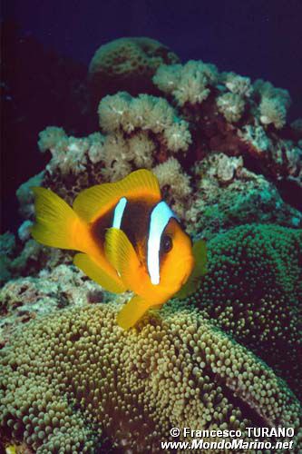 Pesce pagliaccio (Amphiprion bicinctus)