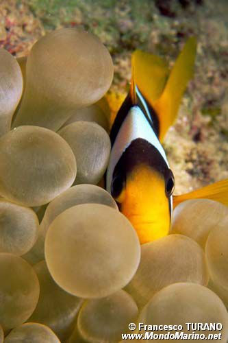 Pesce pagliaccio (Amphiprion bicinctus)