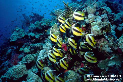 Pesce farfalla dal ciuffo (Heniochus diphreutes)