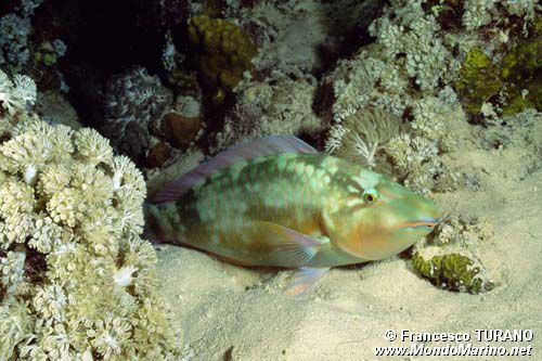 Pappagallo a muso lungo (Hipposcarus harid)