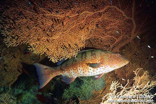 Cernia dei coralli del Mar rosso (Plectropomus pessuliferus marisrubri)