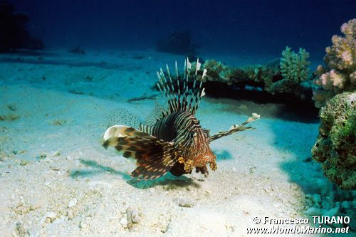 Pesce cobra (Pterois miles)