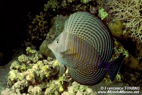 Pesce chirurgo zebra (Zebrasoma desjardinii)