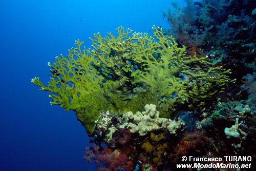 Idrozoo (Millepora dichotoma)