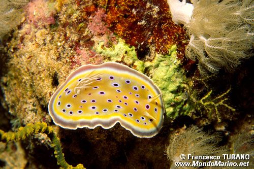 Chromodoris gemella (Chromodoris geminus)