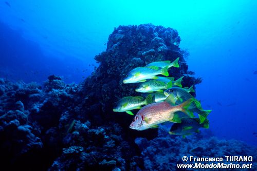 Grugnitore (Plectorhynchus gaterinus)