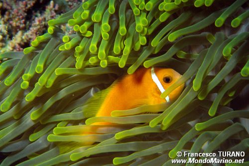 Pesce pagliaccio (Ampphirion nigripes)