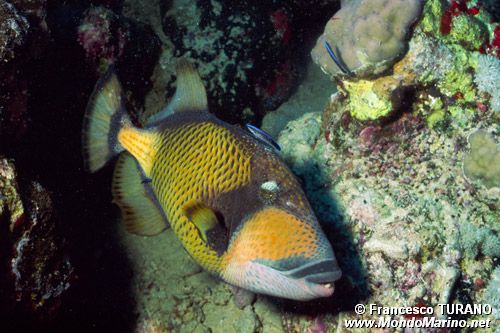 Pesce balestra (Balistoides viridescens)
