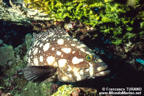 Cernia a macchie bianche (Epinephelus summana)