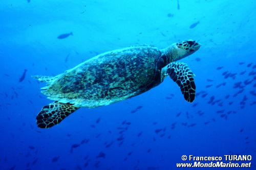 Tartaruga (Eretmochelys imbricata)